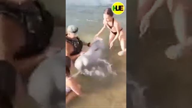Белуха у берега играет с людьми ? смотреть онлайн