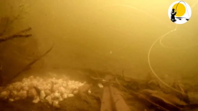 Для рыбаков и охотников на рака реакция карася и рака на перловку подводная съёмка.Cancer and carp смотреть онлайн