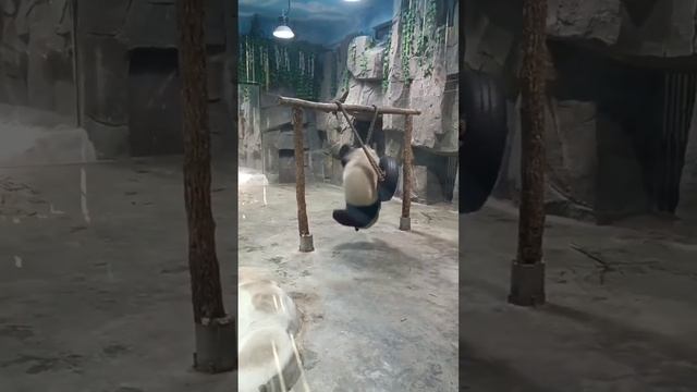 Панда падает - Индюки смеются