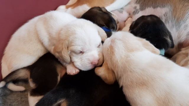 Beagle Szczeniaki Bicolor