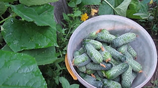 Урожайность огурца Эколь во втором обороте в теплице! смотреть онлайн