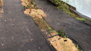 Теплица для ежевики