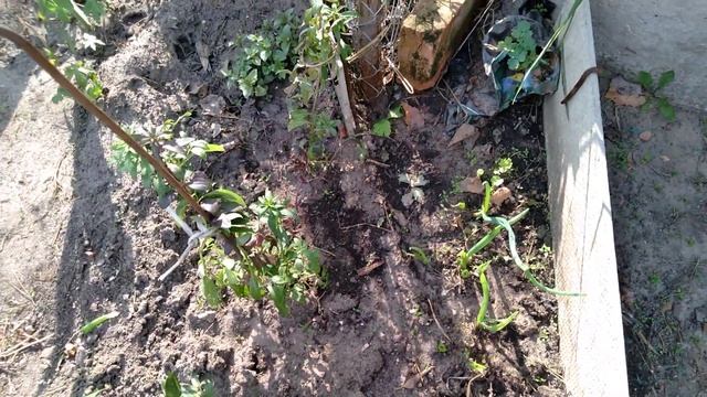 Срезка лука батуна, вот и не знала, что так надо срезать. смотреть онлайн