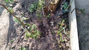 Срезка лука батуна, вот и не знала, что так надо срезать.