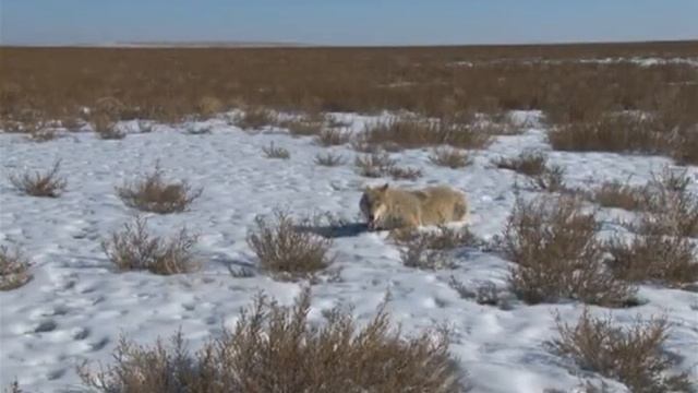 ДАУРСКИЙ ЗАПОВЕДНИК ИНСПЕКТОР смотреть онлайн