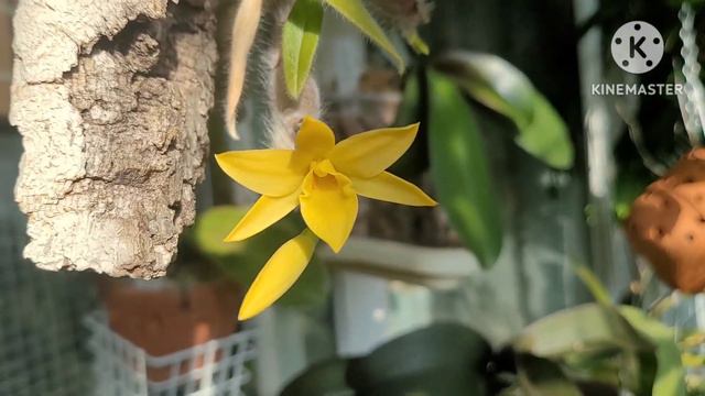 Dendrobium senile.Первое домашнее цветение. смотреть онлайн