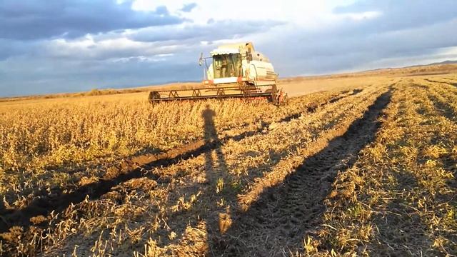 Уборка сои в Приморье.. ВЕКТОР 410, 4 WD смотреть онлайн