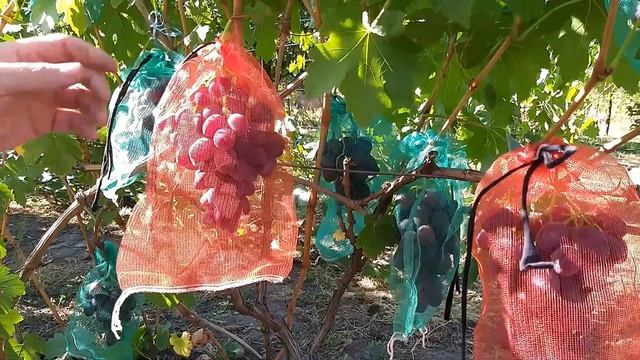 Виноград,что садить и почему. смотреть онлайн