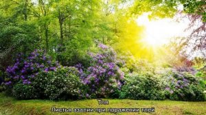 Почему желтеют листья у рододендрона и что делать