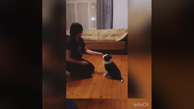 Первая дрессировка Бордер Колли смотреть онлайн