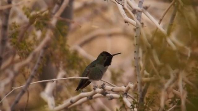 Anna's Hummingbird (Calypte anna), Male, Singing and Scolding смотреть онлайн