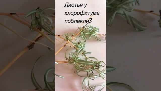 Что делать, если листья у хлорофитума потеряли яркость? #комнатные цветы в Ижевске # смотреть онлайн