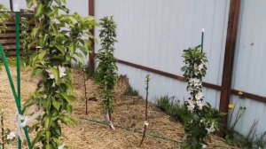 Как выбрать колоновидную яблоню// Сорта колоновидных яблонь