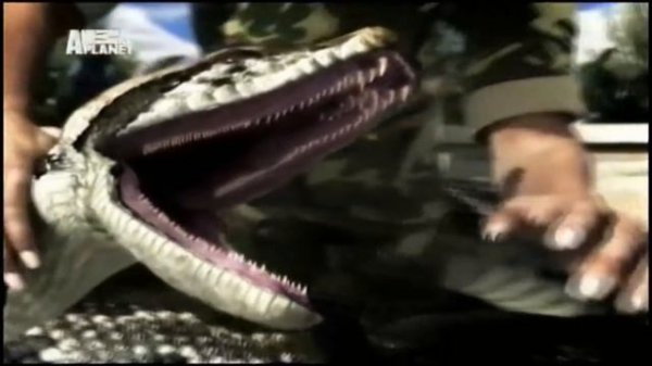 Укус анаконды - Animal Planet