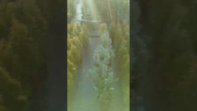 вышло видео о топ 5 туи для изгороди. смотреть онлайн