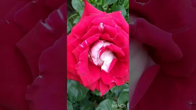 Роза Люксор. смотреть онлайн