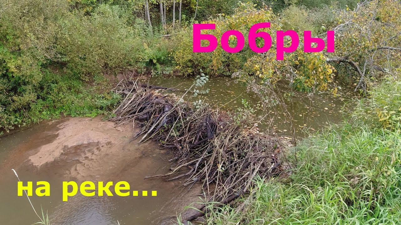#473 | Микро речка | Разбираю бобровую плотину | смотреть онлайн