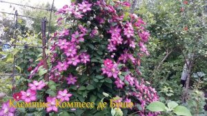 Цветение клематисов в саду,клематис дивной красоты. В гостях у Людмилы .