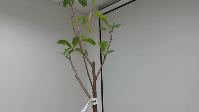 И снова саженцы с ЗКС из Питомника ПОИСК! смотреть онлайн