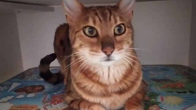 Наш красавец бенгальский кот, Спотти #самыекрасивыекоты #котики смотреть онлайн