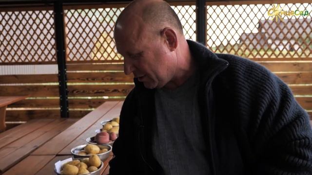 Картопля сорту Сорая смотреть онлайн