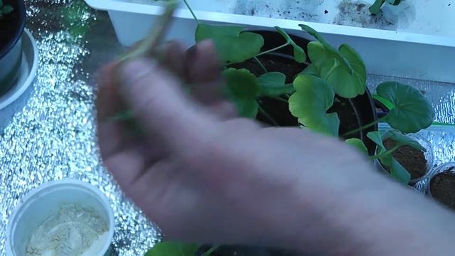 Как черенковать герань. смотреть онлайн