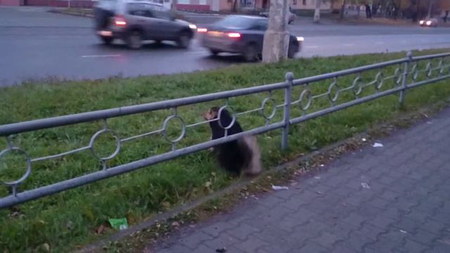 Ржачная собака смотреть онлайн