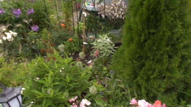 Горечавки,бубенчики и немного других цветов.Лето продолжается!!!!! смотреть онлайн