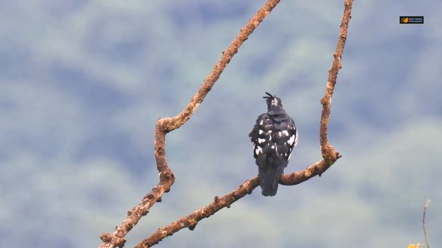 Wild Bird - BLACK BAZA Calling and Preening смотреть онлайн