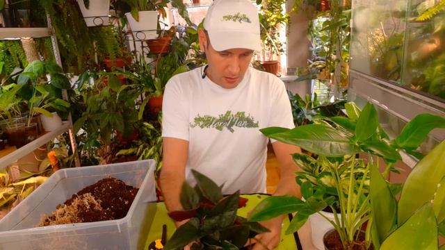 БУДНИ ЦВЕТОВОДА/ ПЕРЕСАДКА НОВИНОК смотреть онлайн