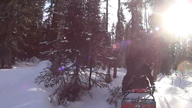 Тайга, зима смотреть онлайн