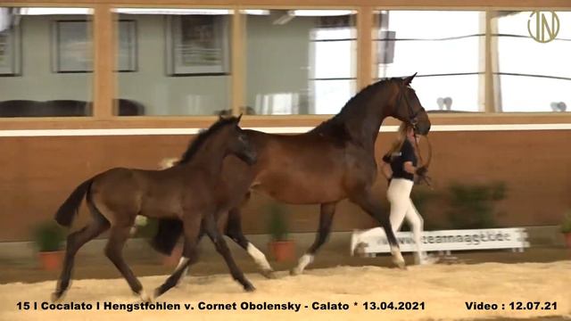 Katalog 15 - Hengstfohlen v. Cornet Obolensky - Calato * 13.04.2021 смотреть онлайн