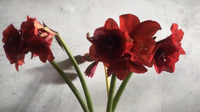 suite (crime) смотреть онлайн