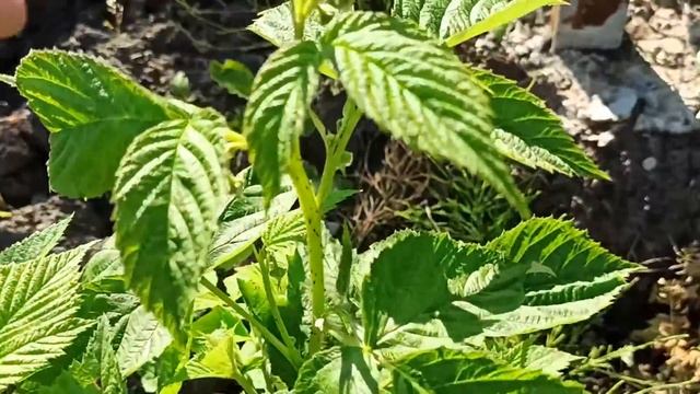 Лучшие сорта малины. ДЕЛНИВА! (Польская селекция, новинки 2018г.) смотреть онлайн