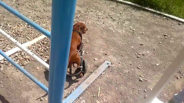 Собака на тележке разезжака смотреть онлайн