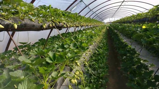 Обзор сортов Мальга. Кабрилло.Клери. Эми. смотреть онлайн
