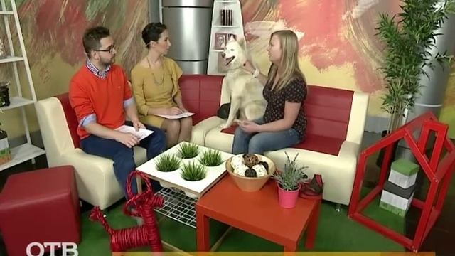 Знакомство с питомцами: белый хаски (03.11.15) смотреть онлайн