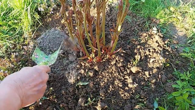 475. ПИОНЫ=ДВОР БУДЕТ УТОПАТЬ В ЦВЕТАХ=повторите за мной смотреть онлайн