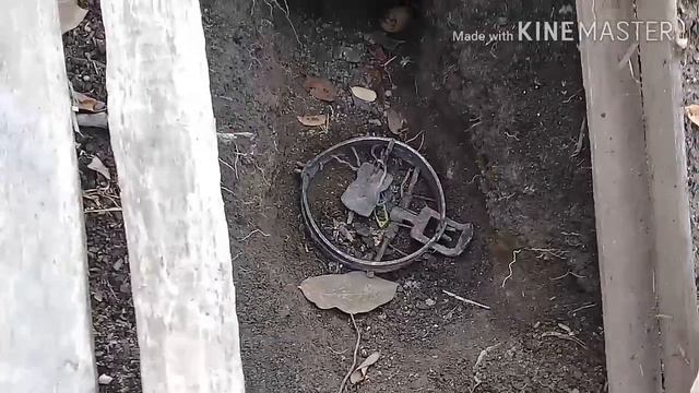Крыса попалась в капкан/жизнь в деревне. смотреть онлайн