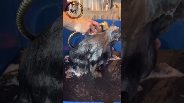 Комплексный груминг шпица стрижка #groom #animal #dog #dogs смотреть онлайн