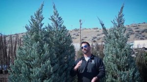 Moonglow Rocky Mountain Upright Juniper