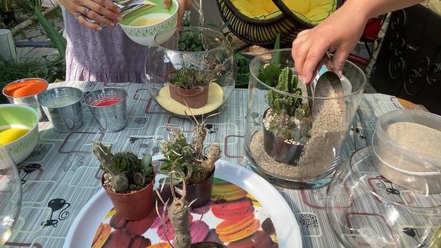 Суккуленты и кактусы, обзор и новые композиции ? смотреть онлайн