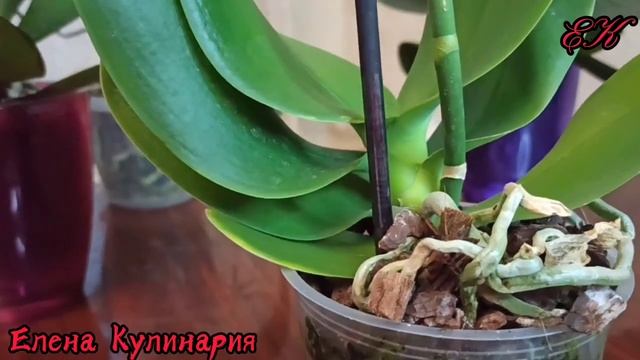 93. Орхидеи из магазина уход , полив/Orchids from the store care , watering смотреть онлайн