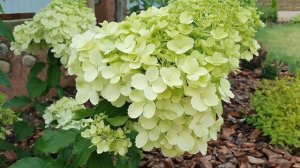 Уход за гортензиями. Полярный медведь