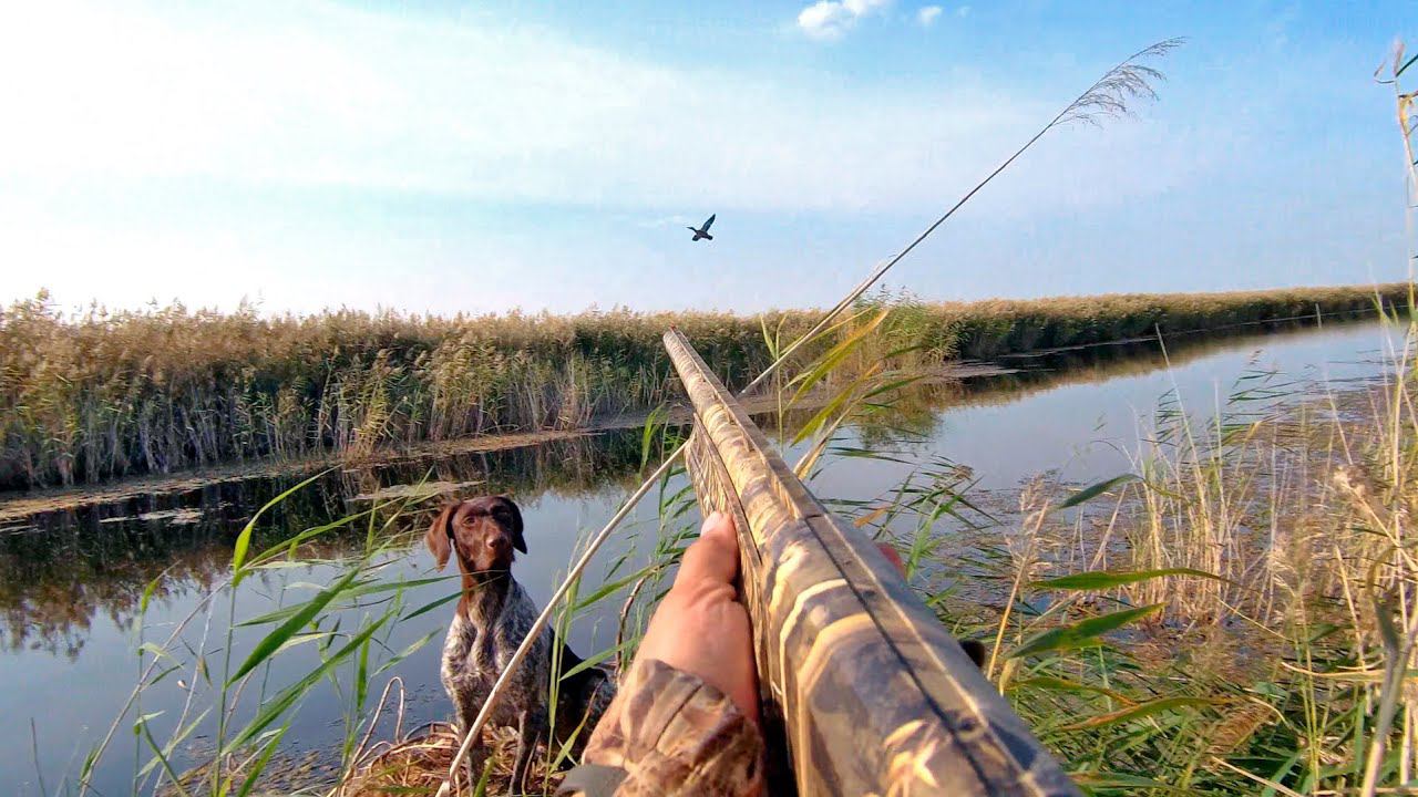 Охота с собаками на вечерней заре | Дратхаары на утиной охоте смотреть онлайн