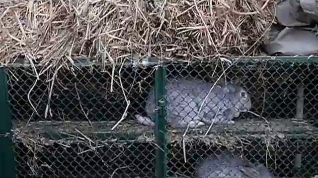 Крольчихи предпочитают камыш клеверу Клетка для кроликов "Искусственная нора - вольера" смотреть онлайн