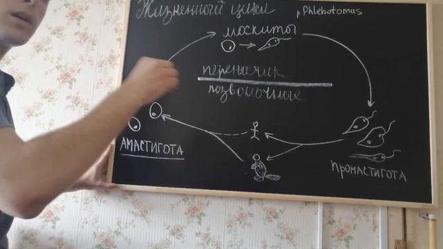 Лейшмании (Лейшманиозы) - морфология, жизненный цикл, симптомы, диагностика, профилактика. смотреть онлайн