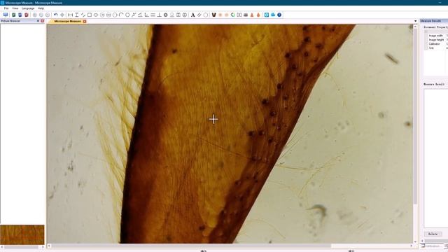 Обзор цифровой микроскоп Andonstar  AD246SM