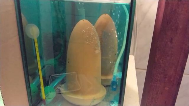 Мраморки порадовали