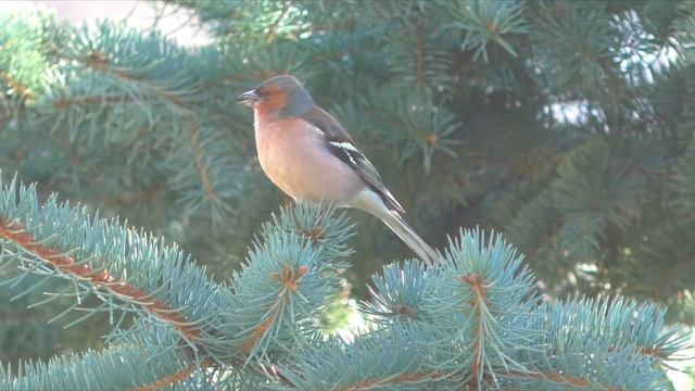Зяблик в марте поет как летом смотреть онлайн